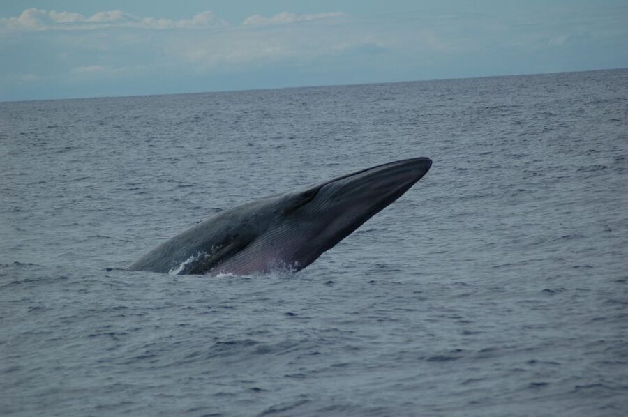 Funchal: Dolphin and Whale Watching Catamaran Cruise - From Funchal Marina to the open Atlantic