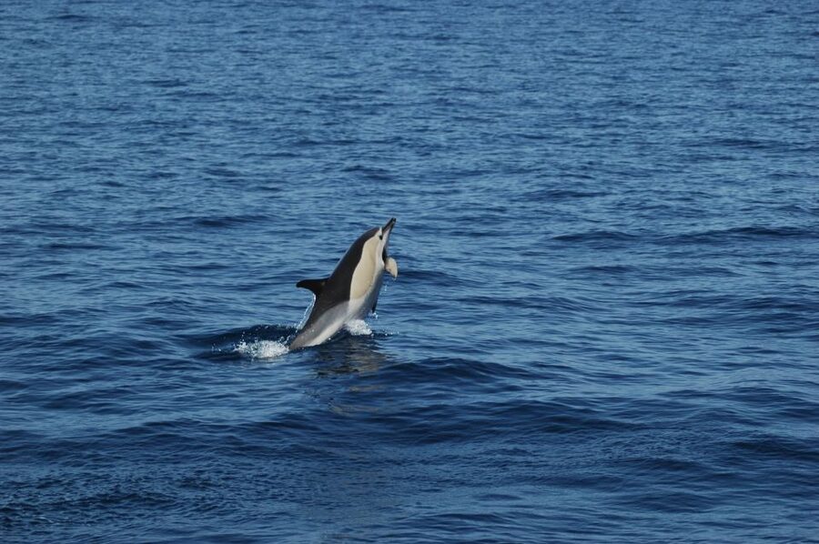 Funchal: Dolphin and Whale Watching Catamaran Cruise - Cabo Girão from the water