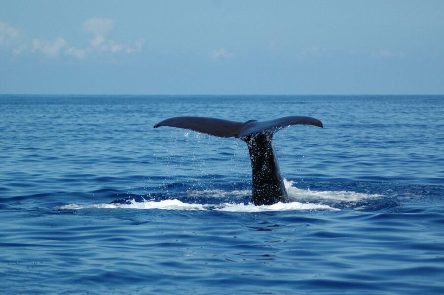 Funchal: Dolphin and Whale Watching Catamaran Cruise - Who should book this cruise?