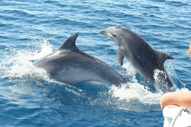 Giardini Naxos: Dolphin Catamaran Sunset Tour with Aperetif - Key points to know before sailing