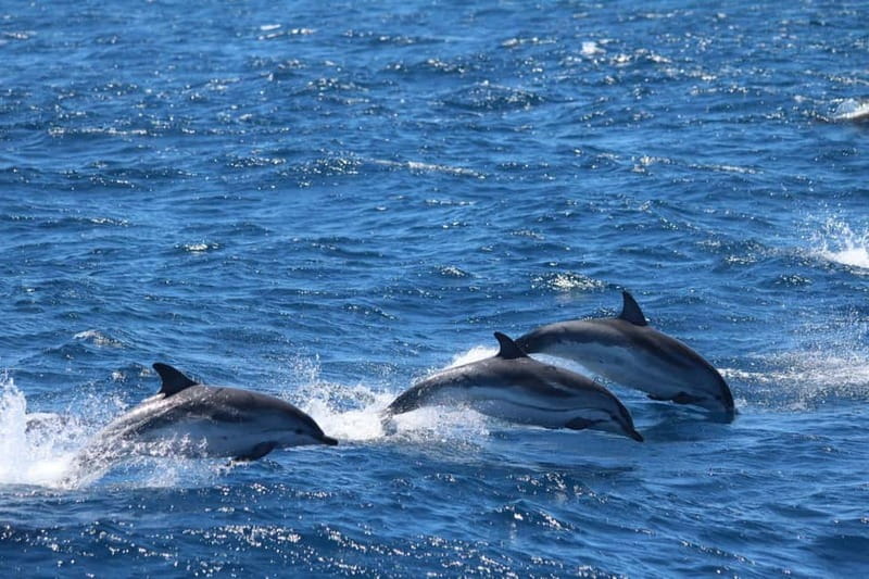 Giardini Naxos: Dolphin Catamaran Sunset Tour with Aperetif - Swimming near Isola Bella and the Blue Grotto