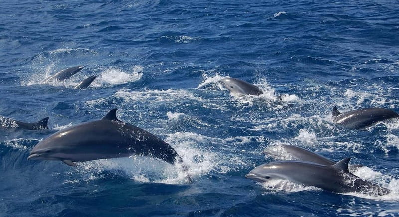 Giardini Naxos: Dolphin Catamaran Sunset Tour with Aperetif - The crew, music, and the feel on board