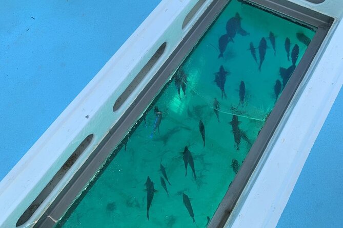 GlassBottom Catamaran with Slide - Snacks, national drinks, and the party mood