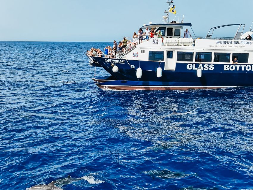 Gran Canaria: Catamaran Dolphin Watch Cruise with Snorkeling - Two Hours Searching the Atlantic