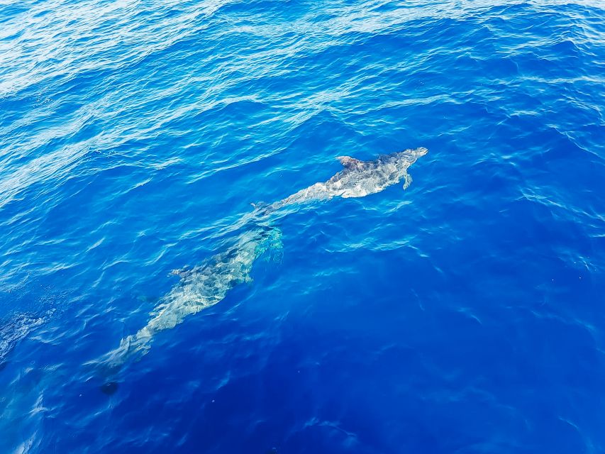 Gran Canaria: Catamaran Dolphin Watch Cruise with Snorkeling - How the Return Journey Works