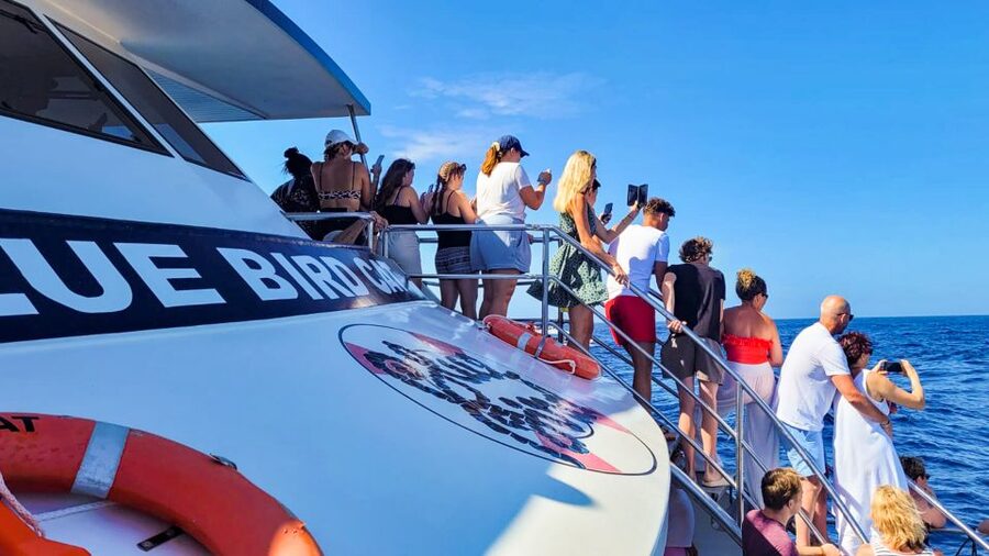 Gran Canaria: Catamaran Dolphin Watch Cruise with Snorkeling - Tips for Making the Most of the 3.5 Hours