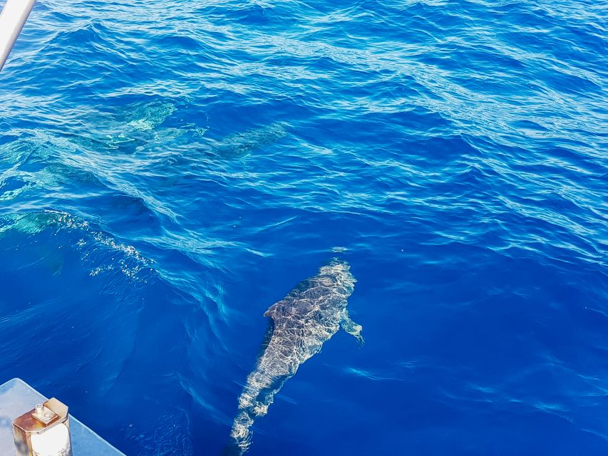 Gran Canaria: Catamaran Dolphin Watch Cruise with Snorkeling - Should You Book the Dolphin Watch Cruise?