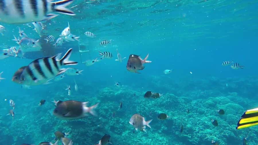 Grand Baie: Catamaran 3 Islands Cruise & Lunch on the Island - The catamaran ride is half the attraction