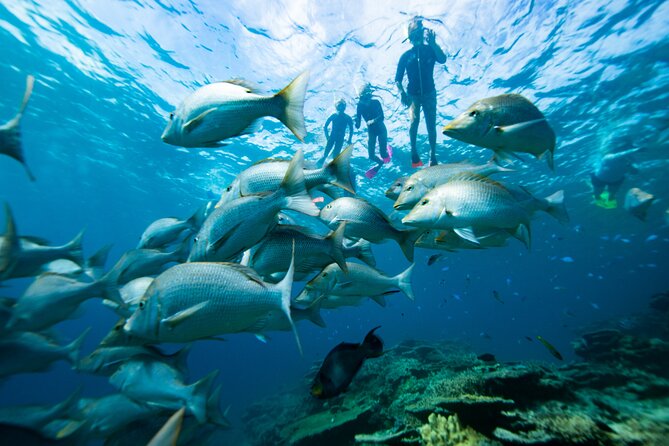 Group Catamaran 4 hr tour coral reef fun Iguana island adventure! - What this Providenciales catamaran trip is really like