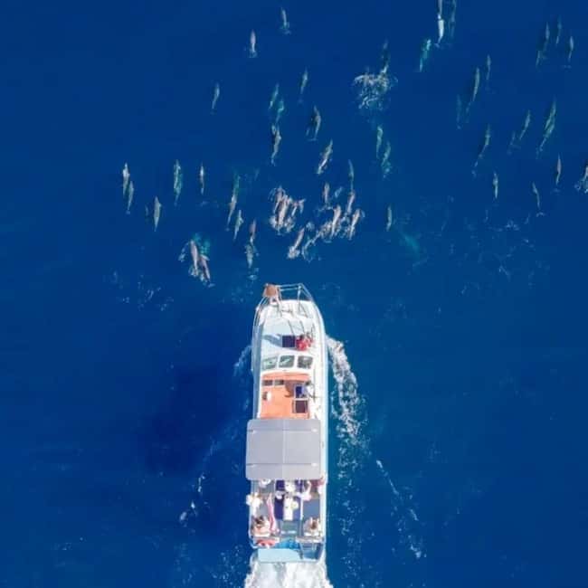 Haleiwa: North Shore Whale Watching Tour by Catamaran - Key points to know before you go