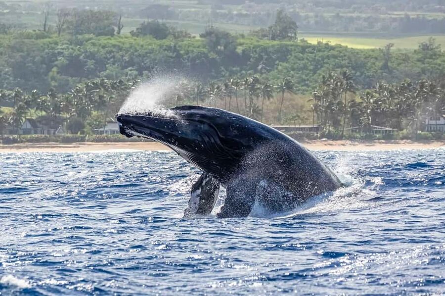 Haleiwa: North Shore Whale Watching Tour by Catamaran - What the guide adds to the ride