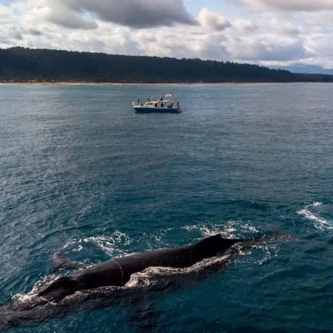 Haleiwa: North Shore Whale Watching Tour by Catamaran - Who will enjoy this North Shore outing?