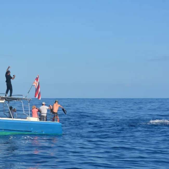 Haleiwa: North Shore Whale Watching Tour by Catamaran - Searching the North Shore waters for humpbacks
