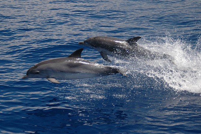 Half-day Catamaran Trip from Funchal - Seeing Madeira from the Atlantic