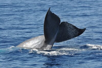 Half-day Catamaran Trip from Funchal
