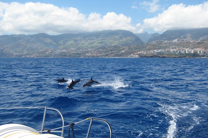 Half-day Catamaran Trip from Funchal - The Cabo Girão swim stop