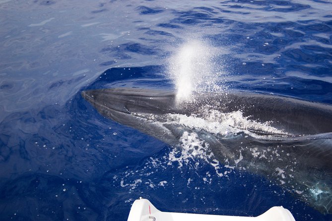Half-day Catamaran Trip from Funchal - Comfort, refreshments, and time on board