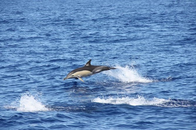 Half-day Catamaran Trip from Funchal - Who should book this Funchal catamaran trip?