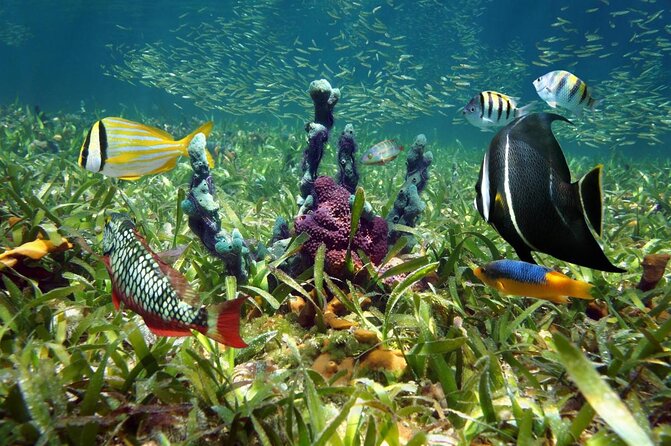 Half-Day Florida Keys Catamaran Snorkel Adventure - Key points to know before you book