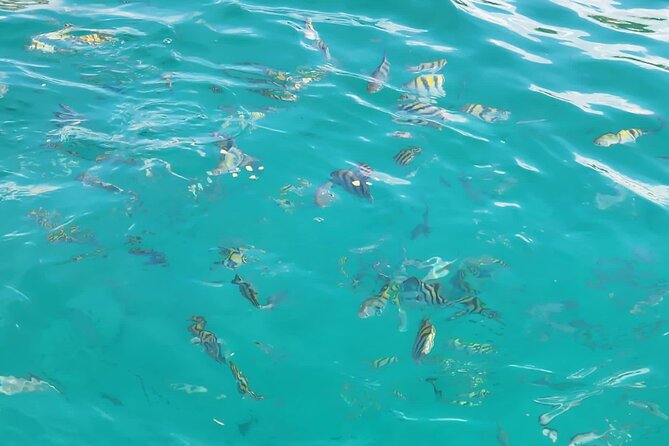 Half-day Private Catamaran Trip with Snorkeling - Celebrations, cake, champagne, and special requests
