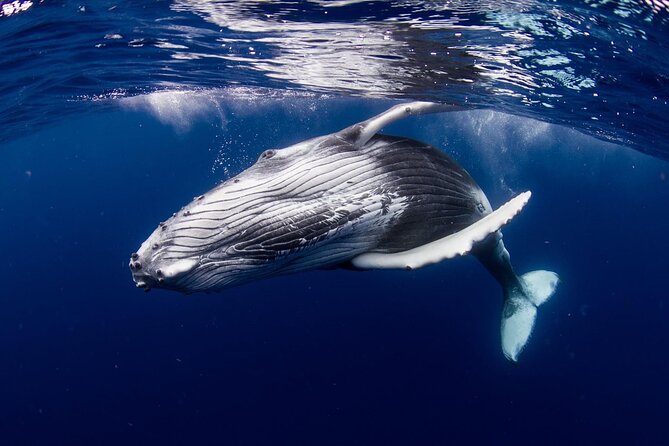 Half Day Tour : Moorea Snorkeling & Sailing on a Catamaran named Taboo - Is $157.46 a fair price?