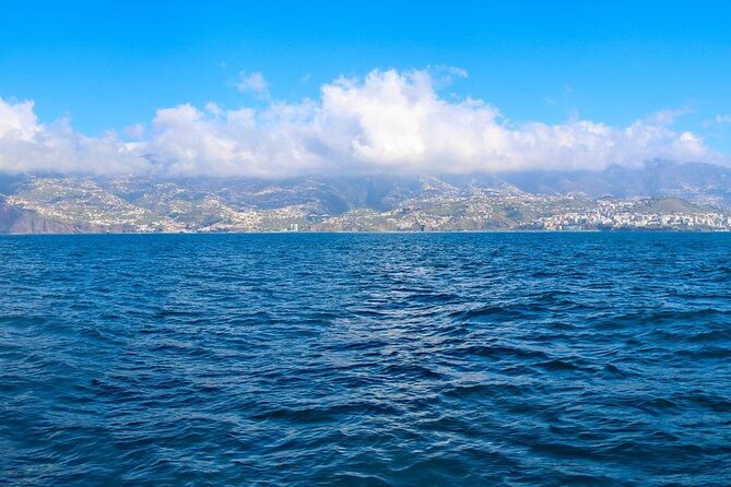 Hop-on Hop-off Bus Tour and Catamaran Whale & Dolphin Watching - Seeing Funchal from the open-top bus
