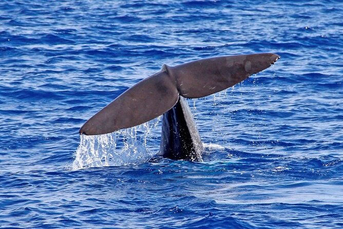 Hop-on Hop-off Bus Tour and Catamaran Whale & Dolphin Watching - Stops 14 to 20: Câmara de Lobos and the western coast