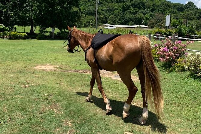 Horseback Ride, ATV and Catamaran Party Cruise from Montego Bay - Key points to know before booking