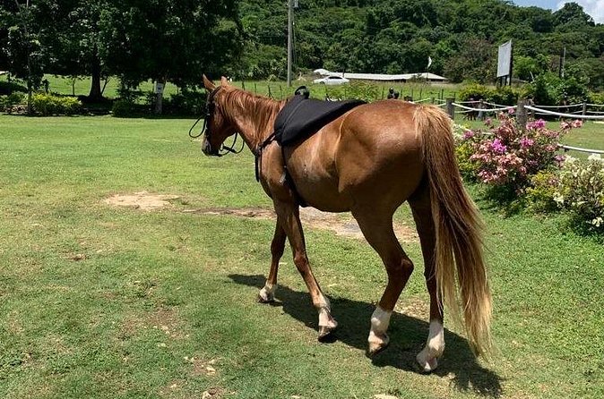 Horseback Ride, ATV and Catamaran Party Cruise from Montego Bay - Who will enjoy this experience most