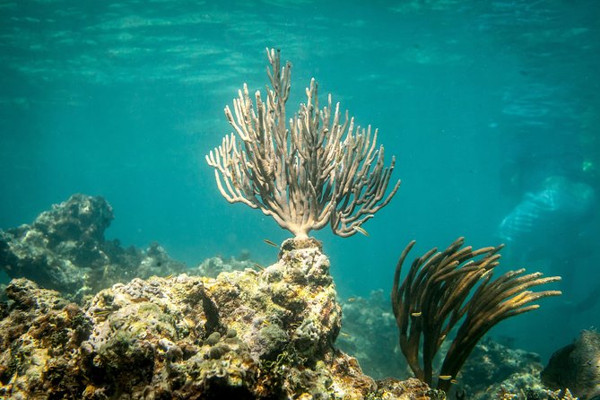 Icacos Deserted Island Catamaran, Snorkel, and Picnic Cruise - What the $138.50 price really includes
