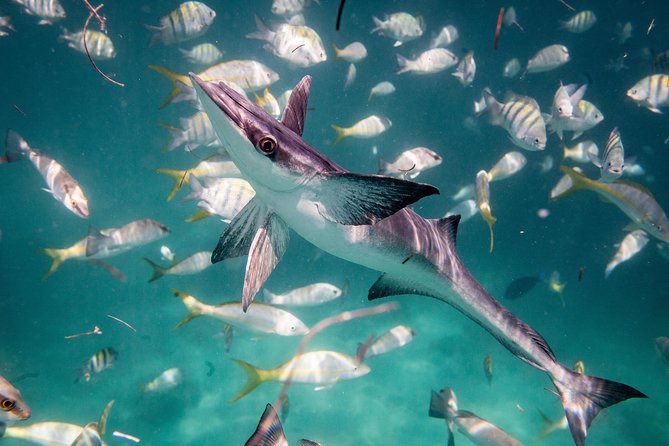 Icacos Deserted Island Catamaran, Snorkel, and Picnic Cruise - Timing, weather, and practical details
