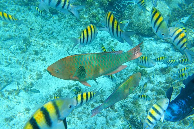 Isla Mujeres Basic Tour in Catamaran with Snorkel and Open Bar - El Meco reef gives the morning its purpose