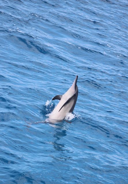 Kailua-Kona: Captain Cook Reef Catamaran Day Trip with Lunch - FAQ