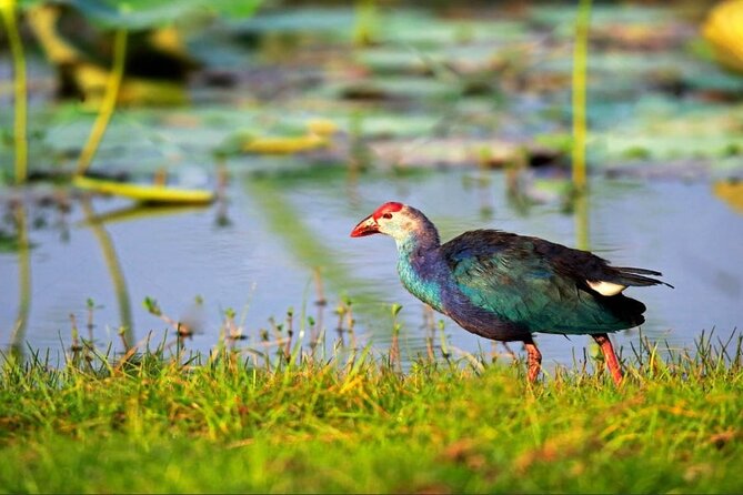 Kalametiya Bird Sanctuary Catamaran Bird Watching Tour - Key points to know before you book