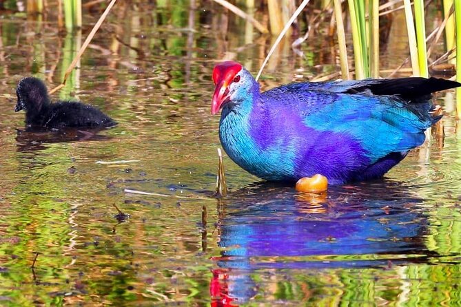 Kalametiya Bird Sanctuary Catamaran Bird Watching Tour - Why Kalametiya works well for a half-day outing