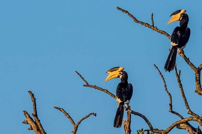 Kalametiya Bird Sanctuary Catamaran Bird Watching Tour - Two to three hours by catamaran