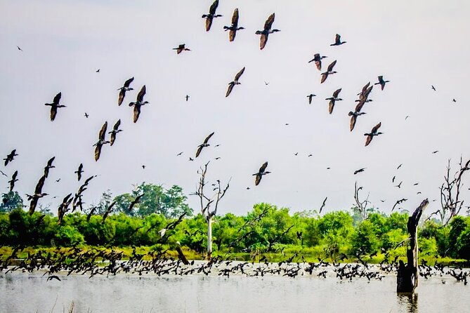 Kalametiya Bird Sanctuary Catamaran Bird Watching Tour - Planning around the three to five-hour duration
