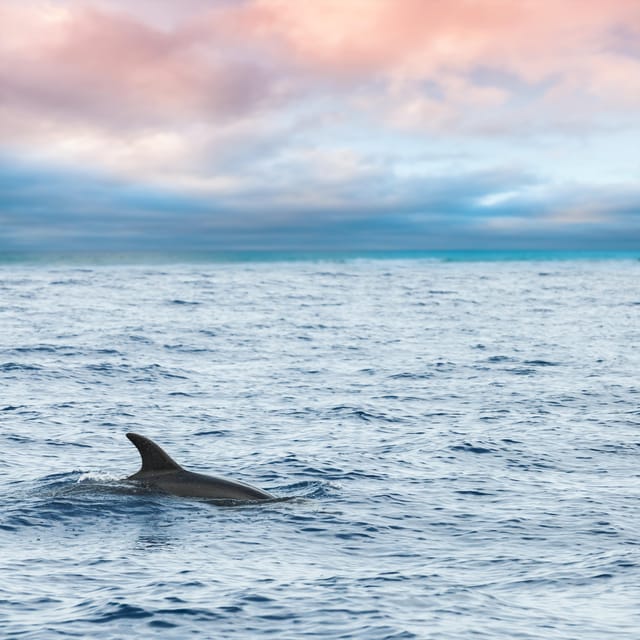 Key West: Afternoon Catamaran Sail and Dolphin Watch - The dolphin search is the heart of the trip