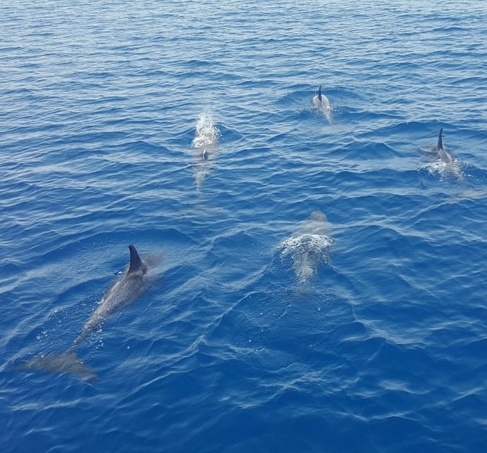Key West: Afternoon Catamaran Sail and Dolphin Watch - Who will enjoy this catamaran sail?