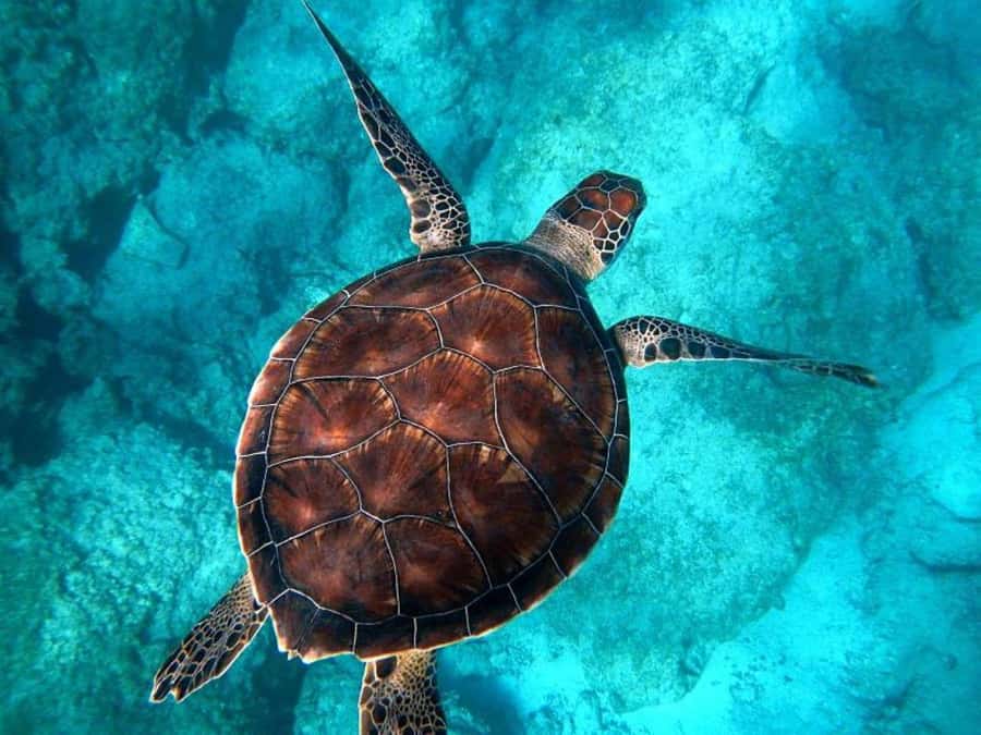 Key West: Catamaran Snorkel with Seafood Boil and Open Bar - Premium open bar, with a few sensible limits