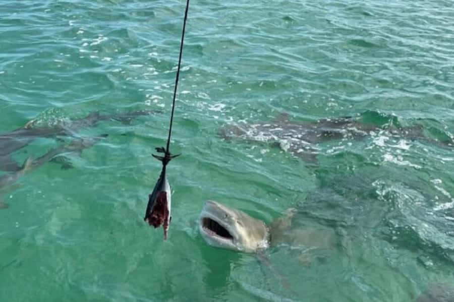 Key West: Shark and Wildlife Viewing Catamaran Tour - Key points to know before booking