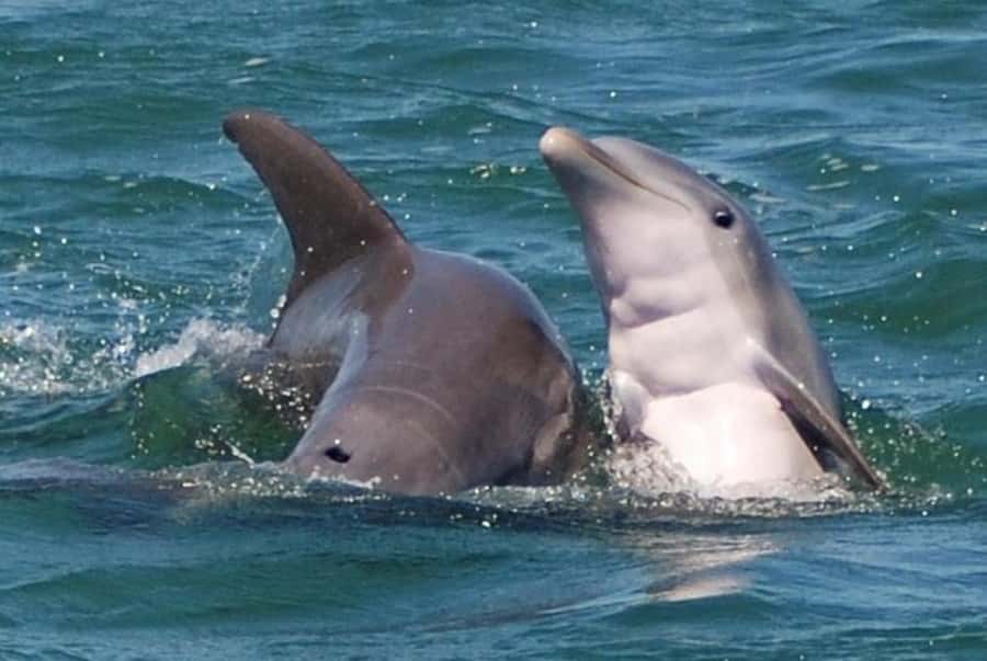 Key West: Shark and Wildlife Viewing Catamaran Tour - What the two-hour route feels like
