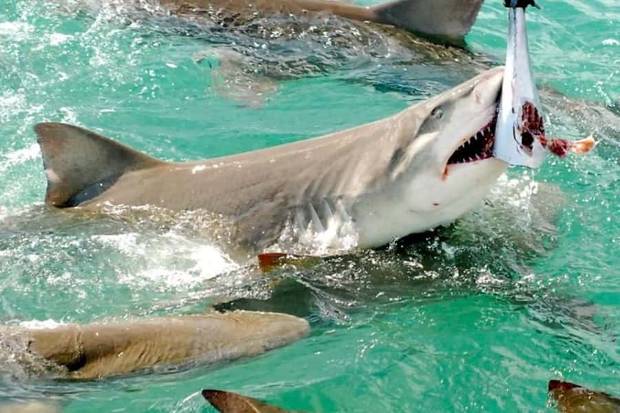 Key West: Shark and Wildlife Viewing Catamaran Tour - How the wildlife viewing compares with a standard boat trip