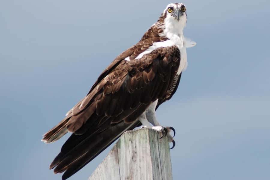 Key West: Shark and Wildlife Viewing Catamaran Tour - Is $99 a fair price?