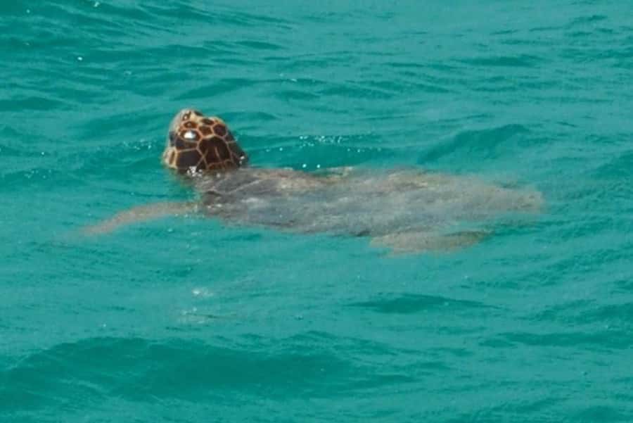 Key West: Shark and Wildlife Viewing Catamaran Tour - Conservation and the use of scent