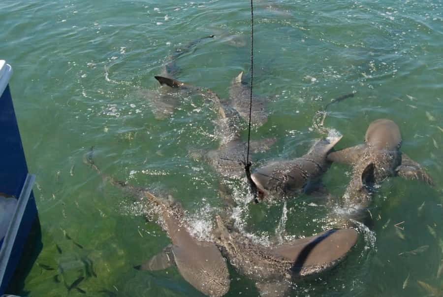 Key West: Shark and Wildlife Viewing Catamaran Tour - A shaded ride on the 34-foot Tiger Cat