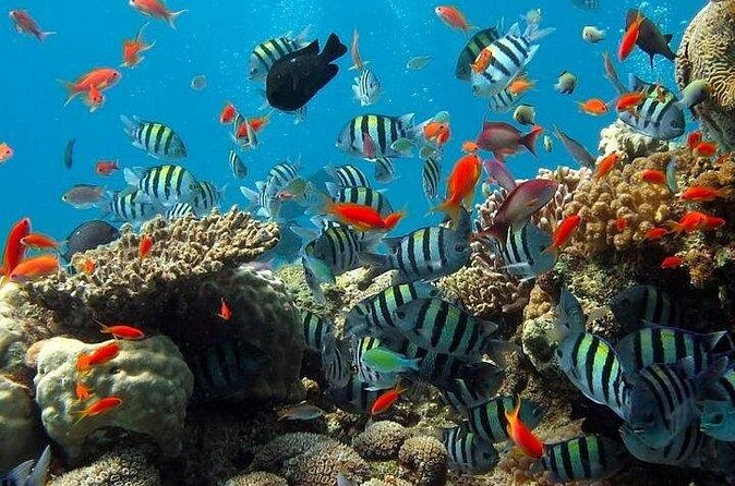 Kings Warf Catamaran Cruise, Snorkel & Refreshments - Who will enjoy this cruise most