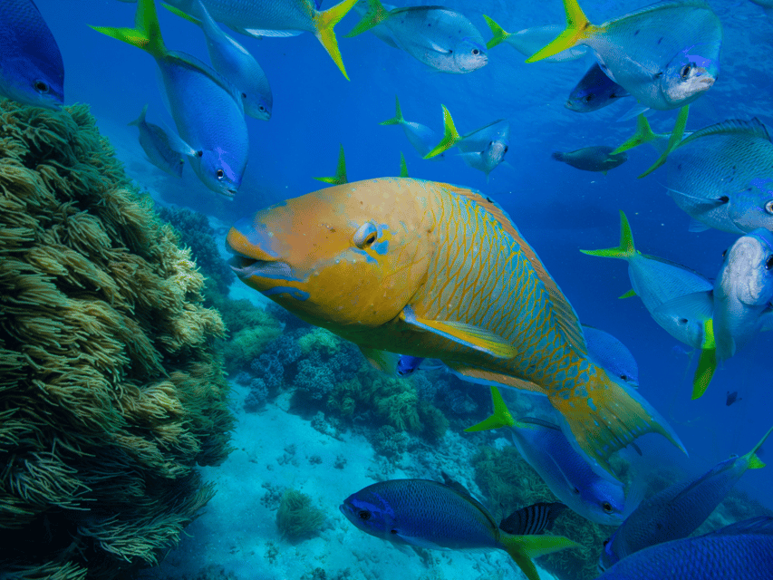 Koh Samui: Koh Tao and Nangyuan Snorkeling Tour by Catamaran - Booking tips for a smoother day