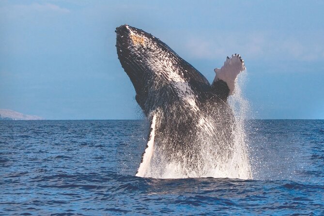 Kona Deluxe Catamaran Whale Watch - Key points to know before you book