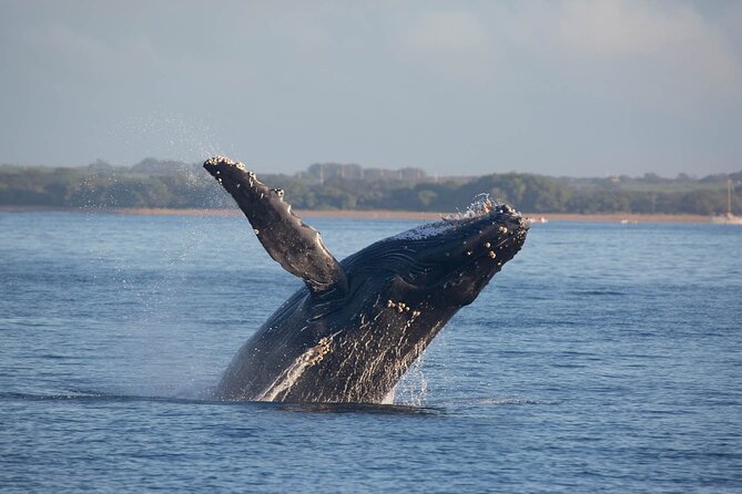 Kona Deluxe Catamaran Whale Watch - Humpbacks, calves, dolphins, and honest expectations